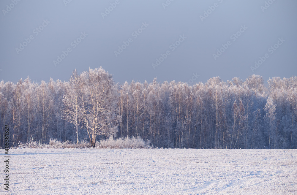 被白霜和雪覆盖的冰冻桦树。