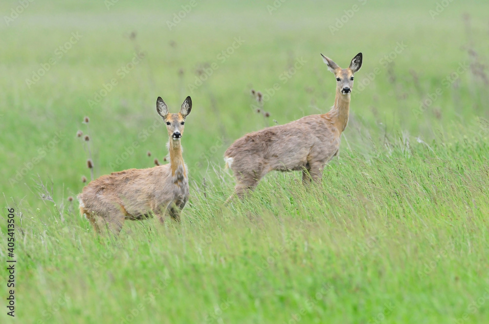 Ree, Roe deer, Capreolus capreolus