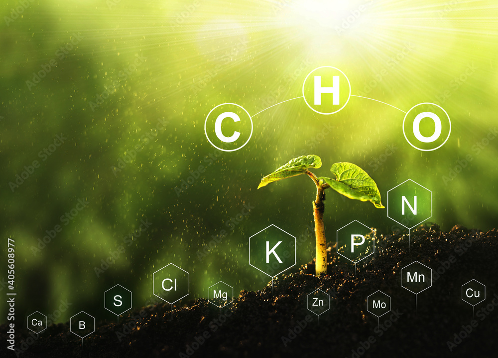 数字矿物营养素图标在豆类植物和土壤生活中的作用。