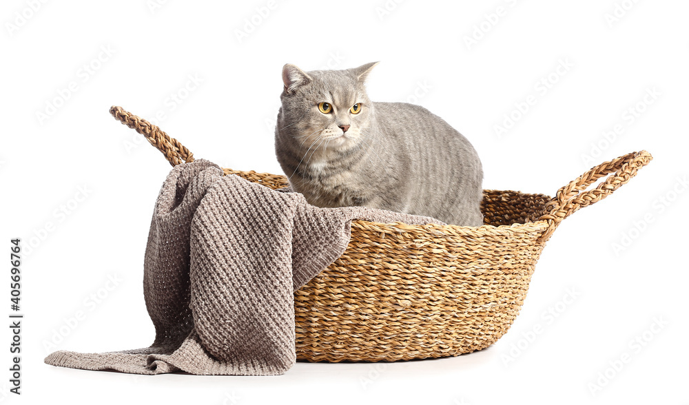 Cute grey cat in wicker basket on white background