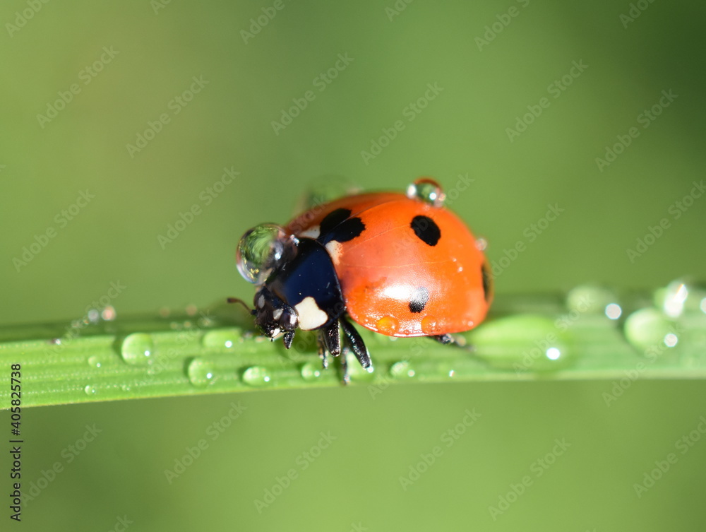 雨后潮湿的稻草上七株瓢虫