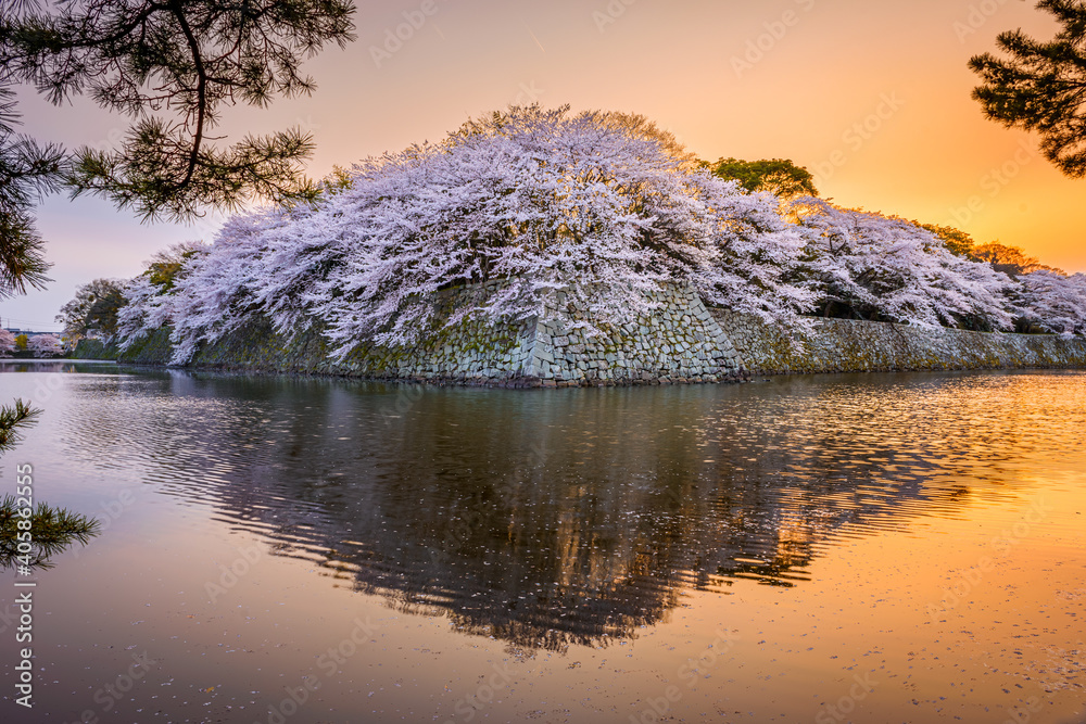 Hikone，日本，春季在护城河