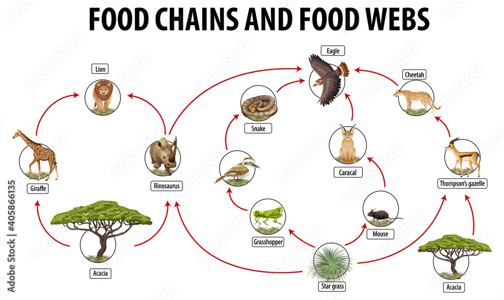 食物网和食物链图的生物学教育海报