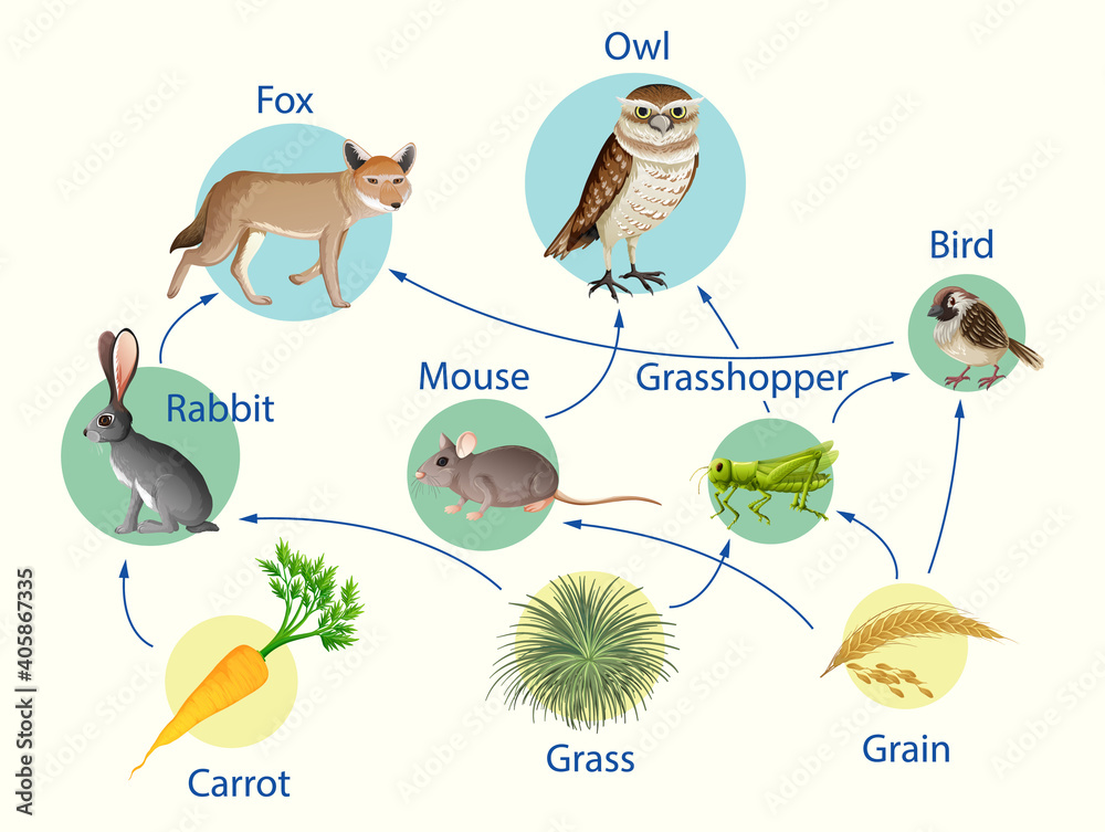 食物链图生物学教育海报