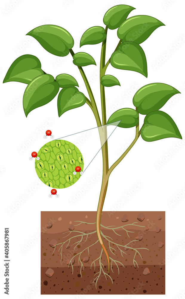 Diagram showing stomata and guard cell of plant isolated on white background