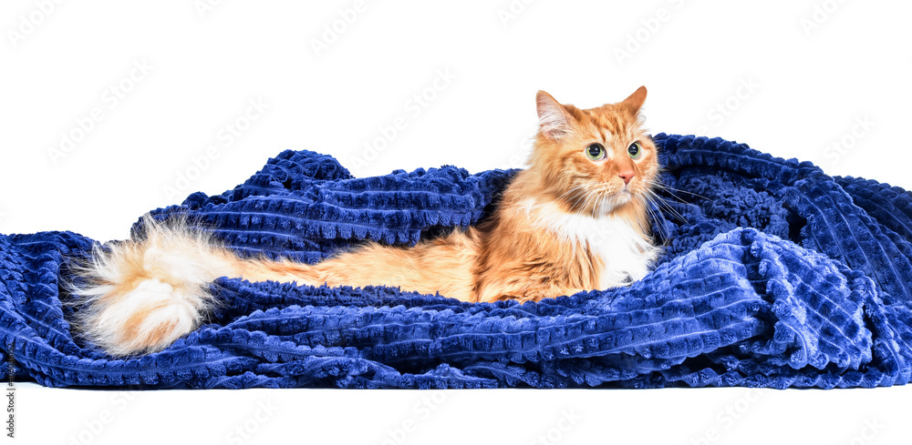 Cute cat with warm plaid on white background. Concept of heating season