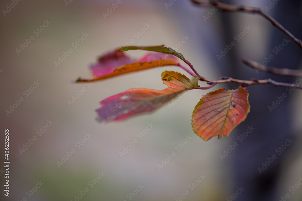 冬の訪れを感じる紅葉した葉