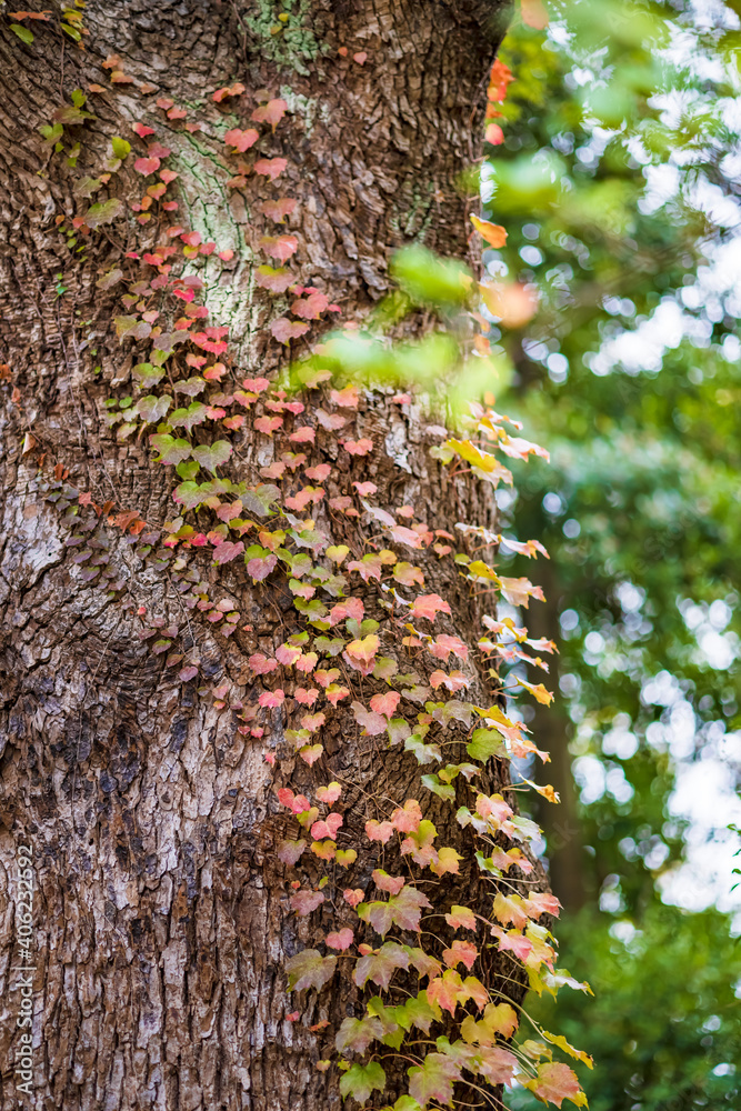 紅葉した蔦が絡まる森の中の大木