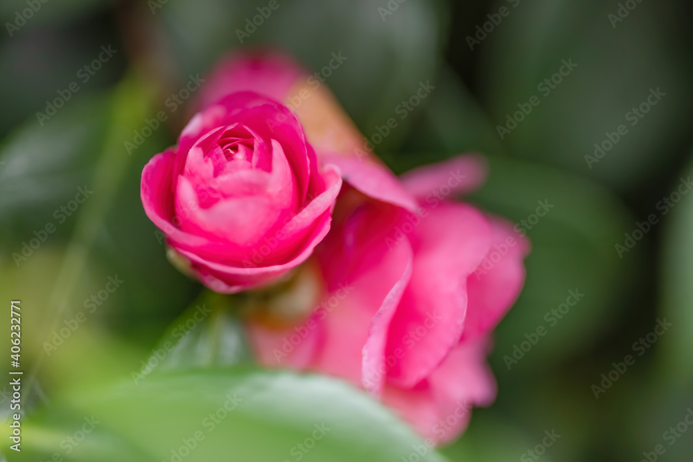 赤く綺麗な椿の花