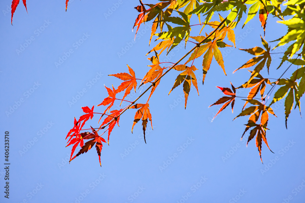 太陽の光を浴びる紅葉した葉