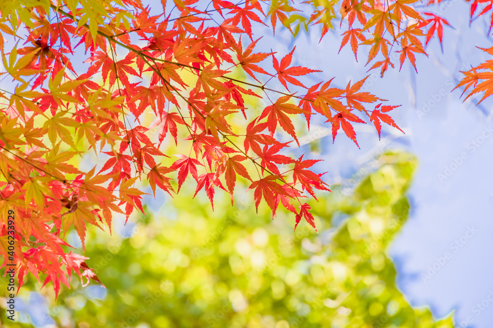 太陽の光を浴びる紅葉した葉