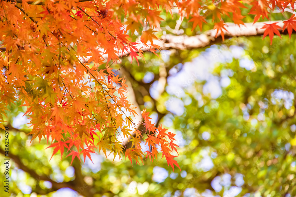 太陽の光を浴びる紅葉した葉