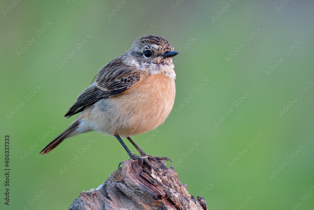 beautiful brown bird with banded head and wings perching on wooden log over clean background in mead