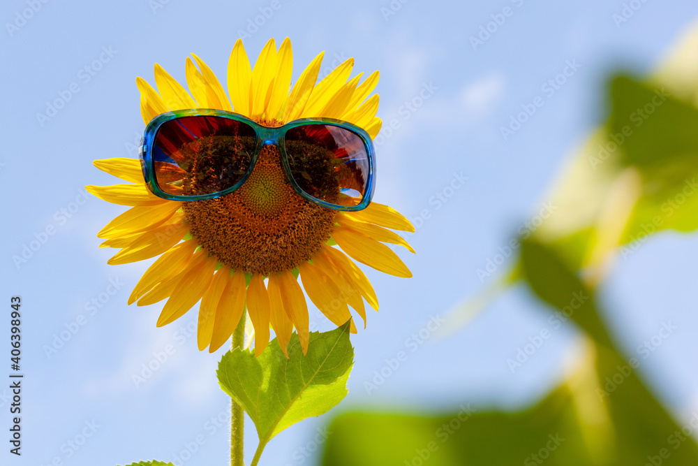 Beautiful Sunflower wearing sunglasses in the garden