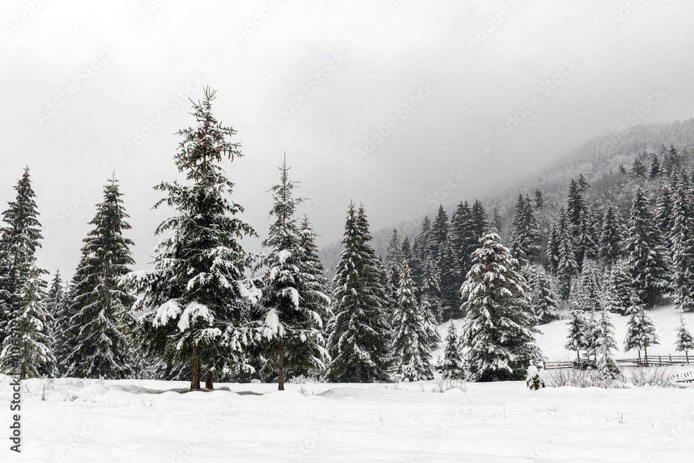 Winter fir and pine forest covered with snow after strong snowfall