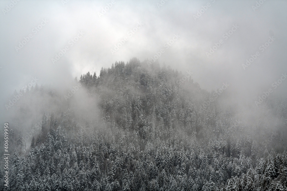 强降雪后，冬季冷杉和松林被雪覆盖