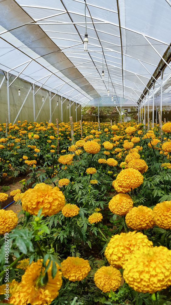 种植鲜艳橙色花朵的田地。Tagetes erecta或万寿菊种植园。在墨西哥ta