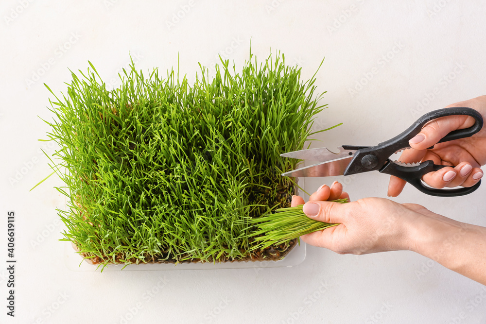 Woman cutting wheatgrass on light background