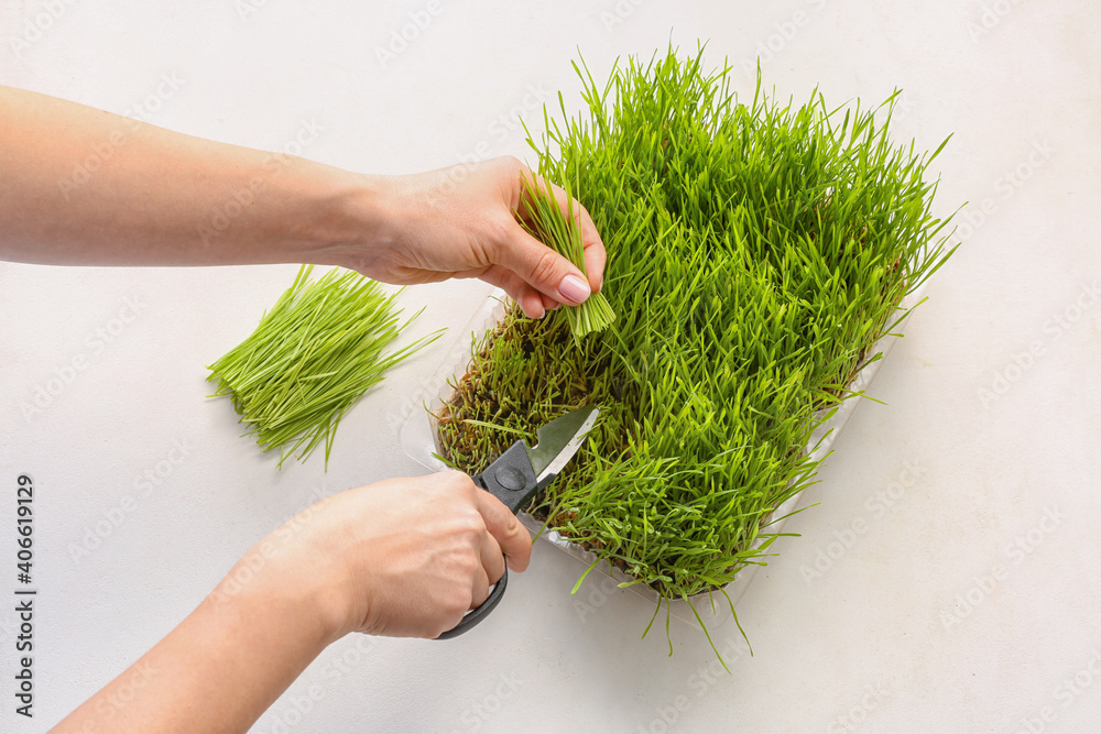 Woman cutting wheatgrass on light background