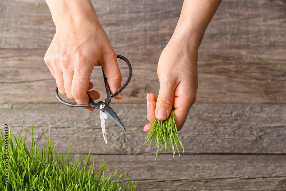 Woman cutting wheatgrass on wooden background