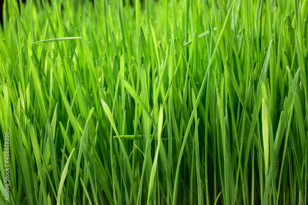 以鲜绿色麦草为背景