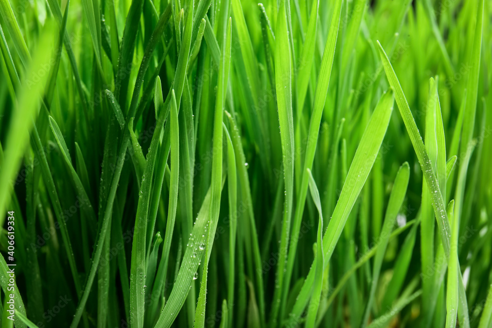 以鲜绿色麦草为背景