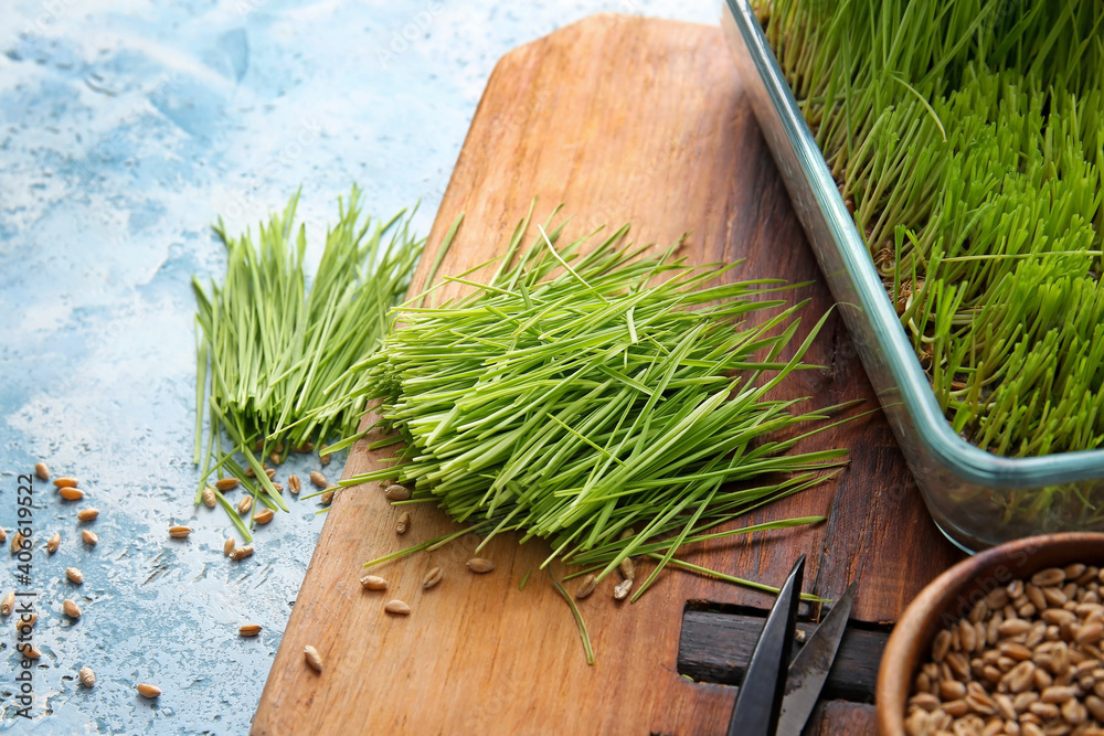 Fresh wheatgrass and seeds on color background