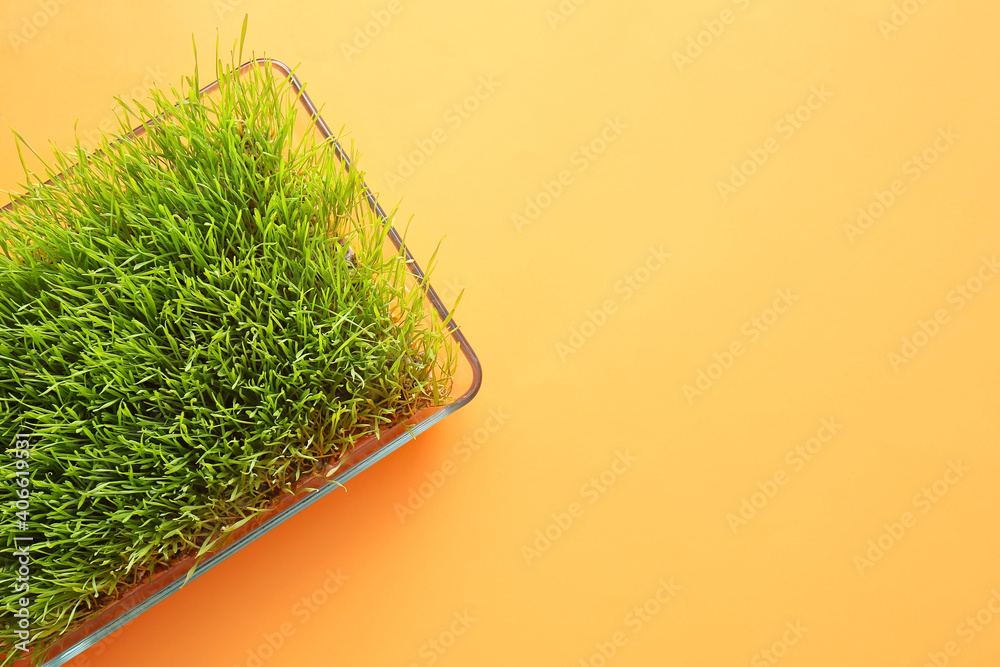 Fresh wheatgrass in bowl on color background