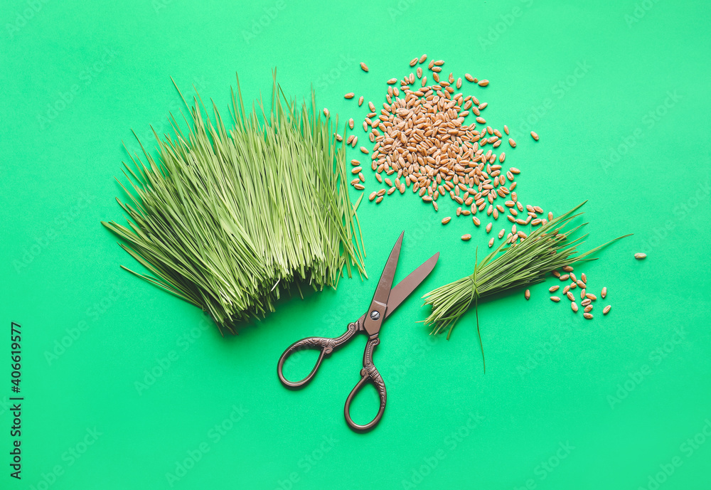 Fresh wheatgrass, seeds and scissors on color background