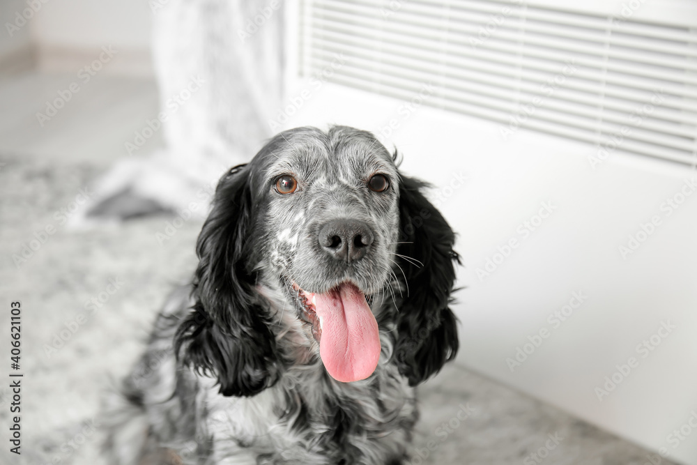 Cute dog near convector heater at home. Concept of heating season