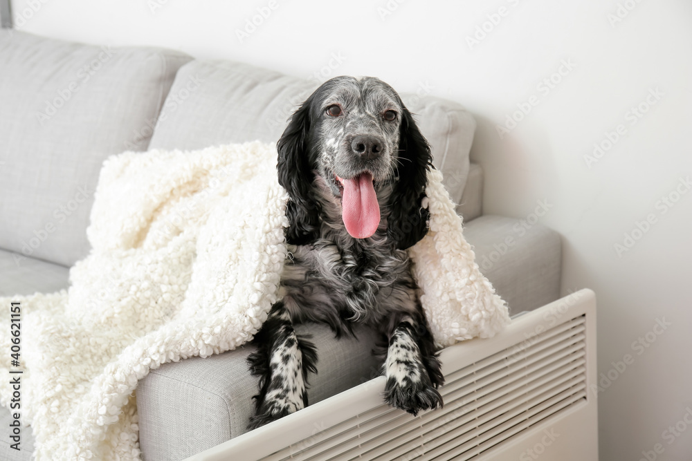 Cute dog with warm plaid near convector heater at home. Concept of heating season