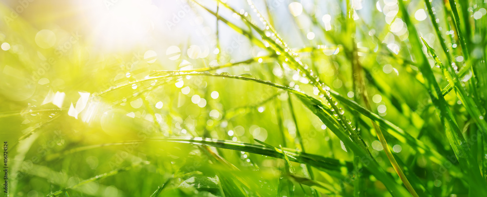 阳光明媚的夏日，清新的绿草背景