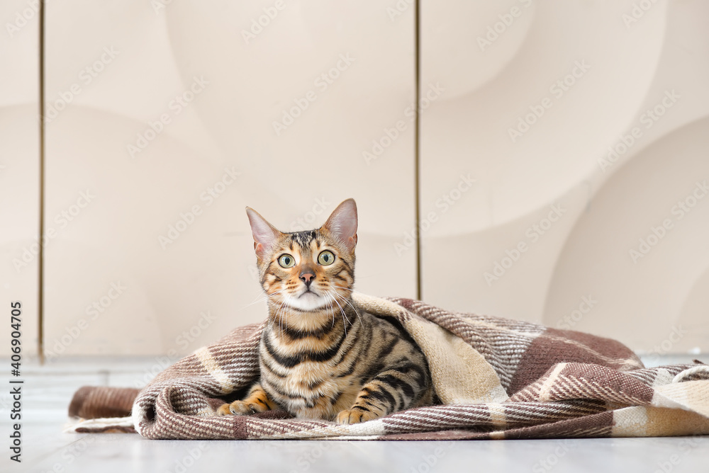 Cute cat with warm plaid at home. Concept of heating season