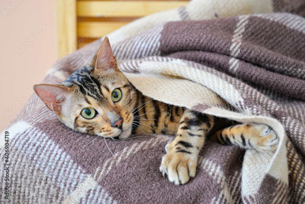 Cute cat with warm plaid at home. Concept of heating season