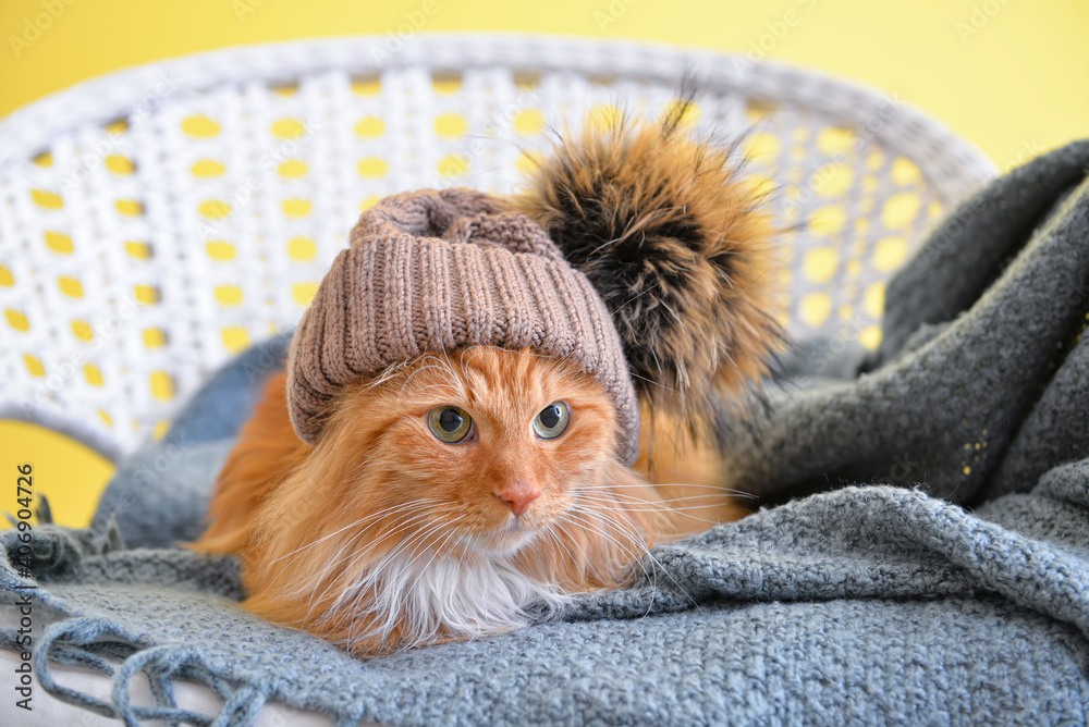 可爱的猫，家里有温暖的格子和帽子。供暖季节的概念