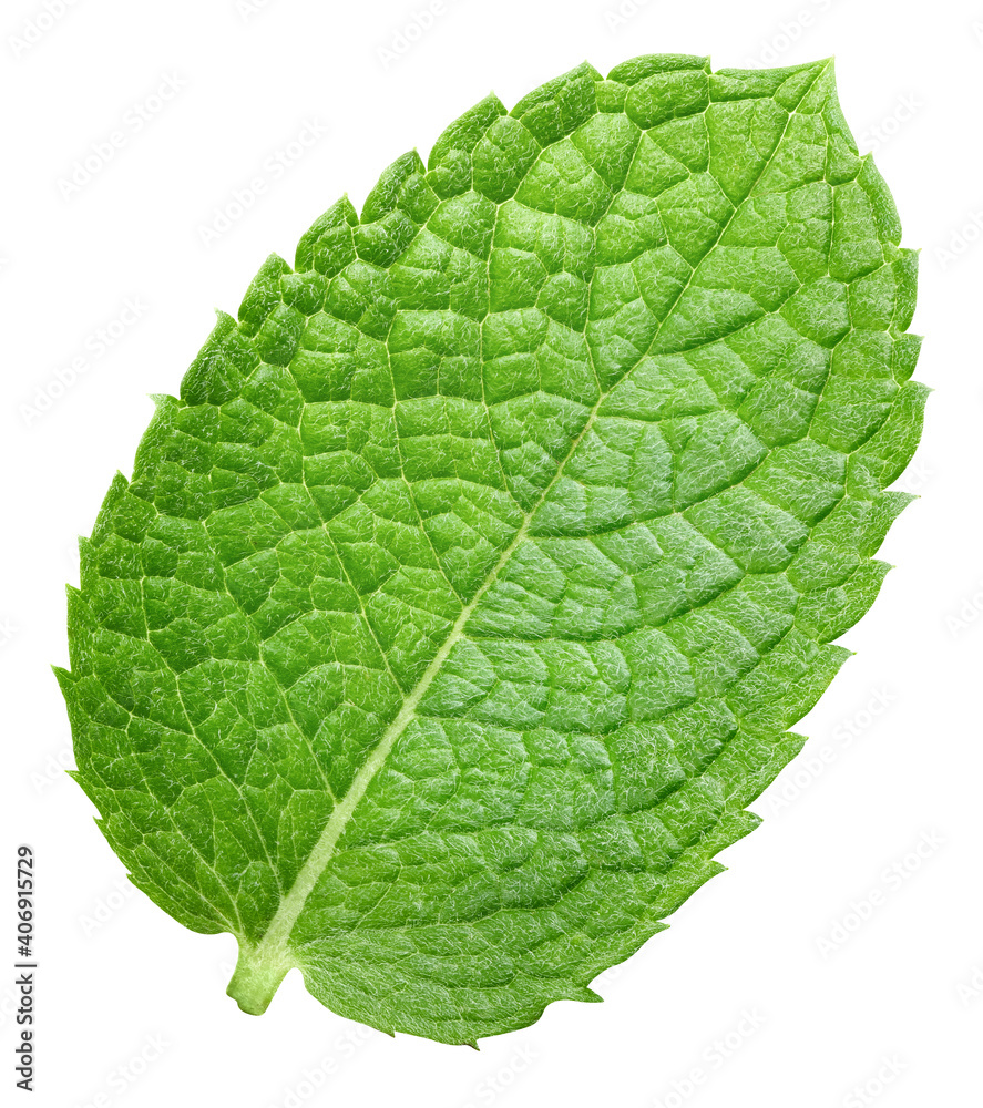 Mint leaves isolated on white