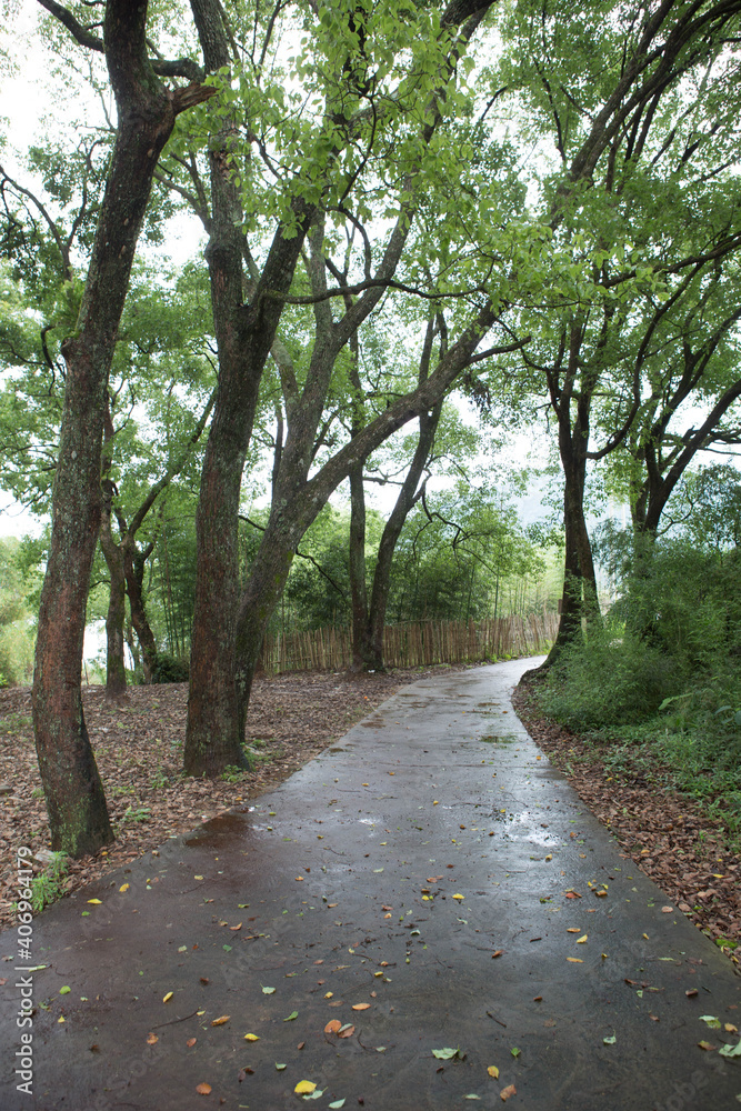 A forest path