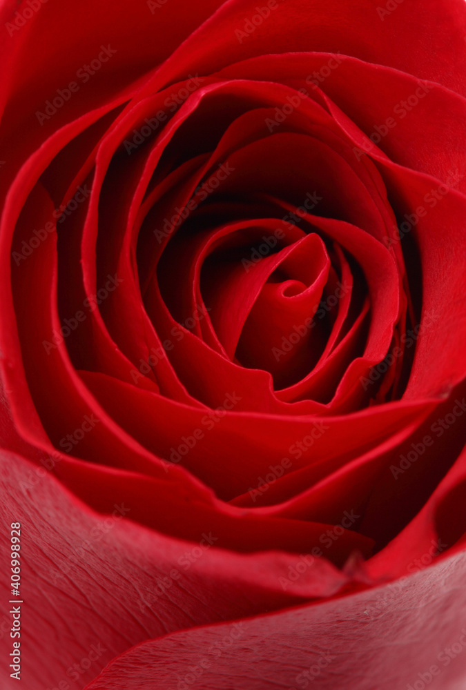 Rose petals closeup