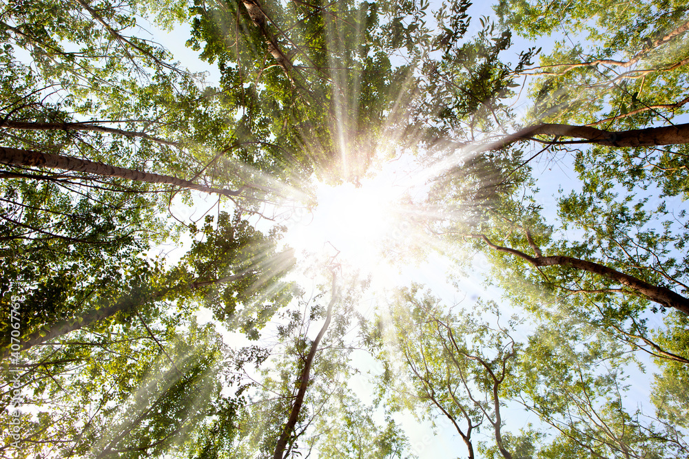 The light in the forest 