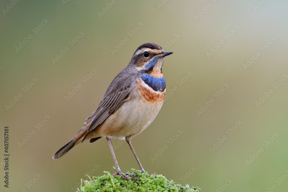 蓝喉鹬（luscinia svecica）雄性美丽的亚洲小候鸟，站在花丝上裸露