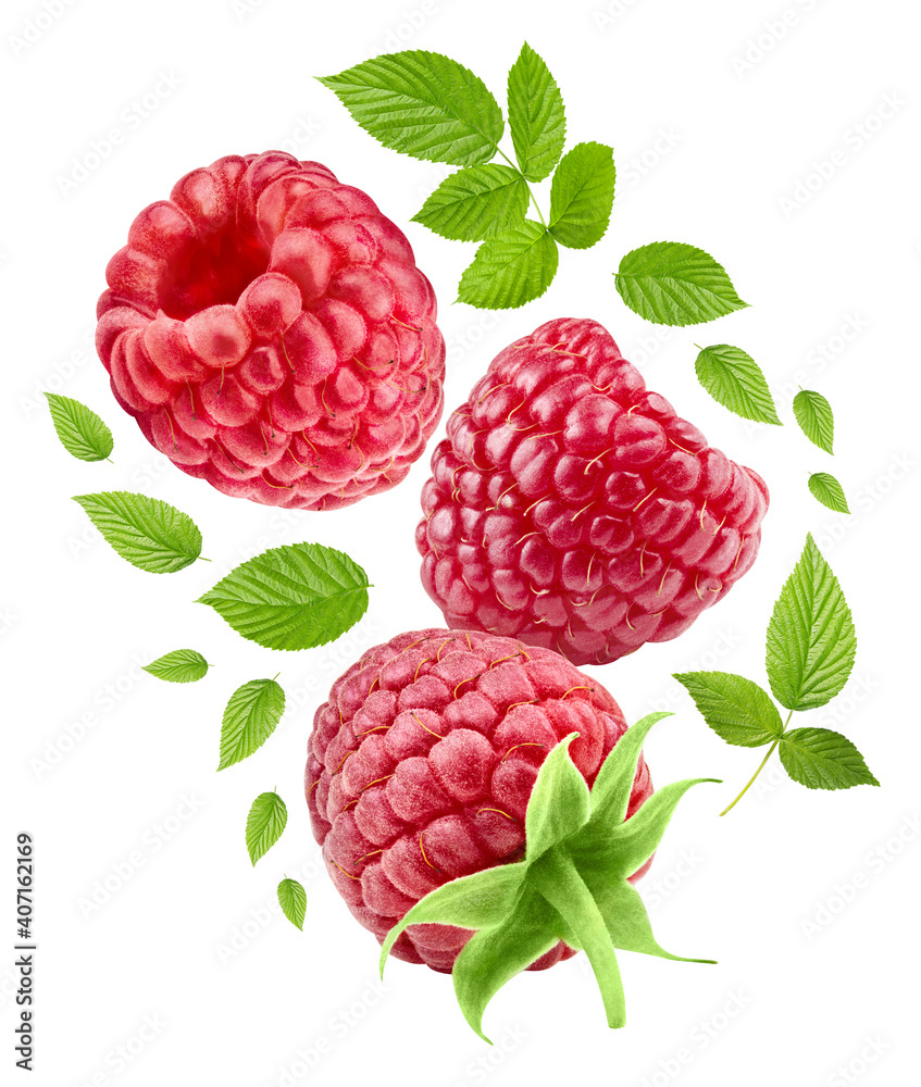 Flying raspberries isolated on white background close up