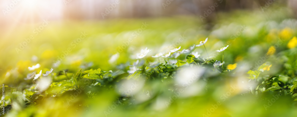 阳光明媚的草坪上开满了白色和黄色的春天野花