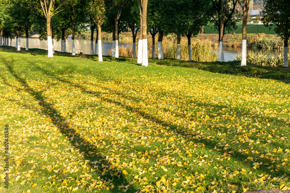 Fallen leaves of ginkgo trees on grass in autumn park