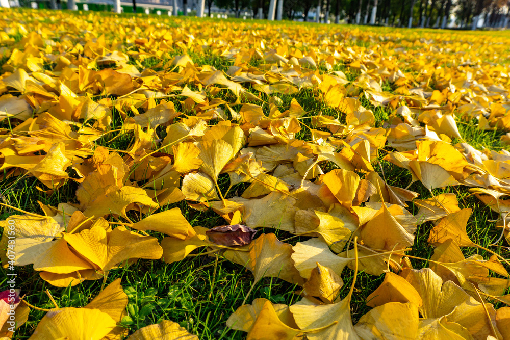 Fallen leaves of ginkgo trees on grass in autumn park