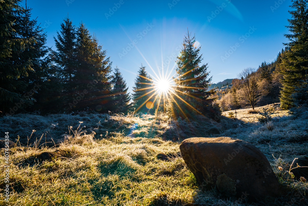 Funny cute Christmas tree sprinkled with white snow on a sunny meadow in the Carpathian mountains