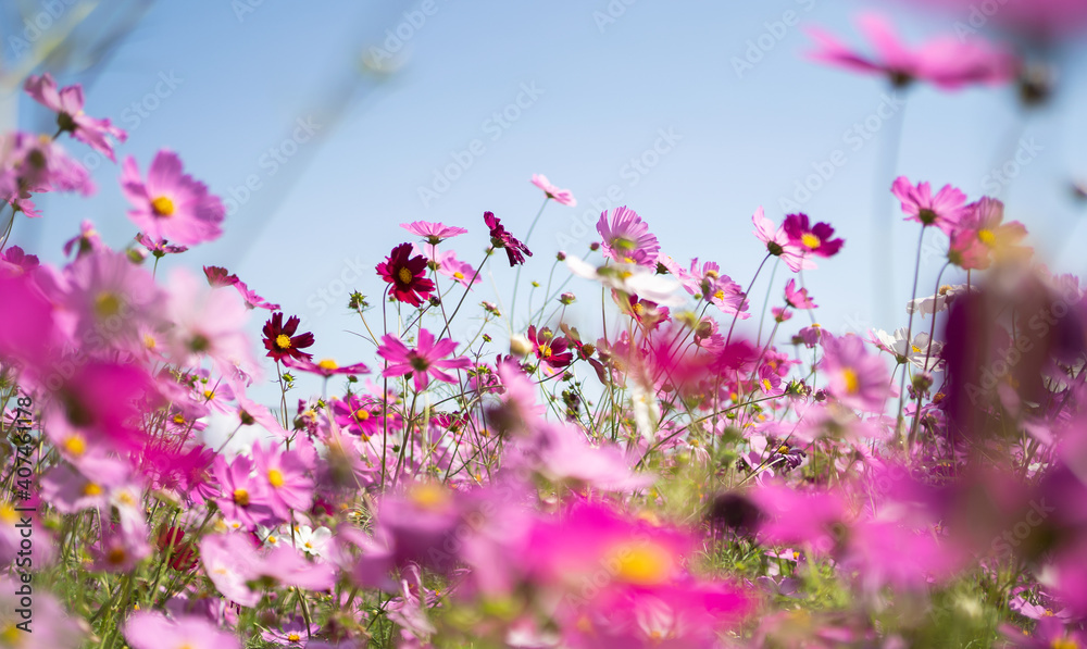 beautiful pink cosmos nature landscape with sunrise