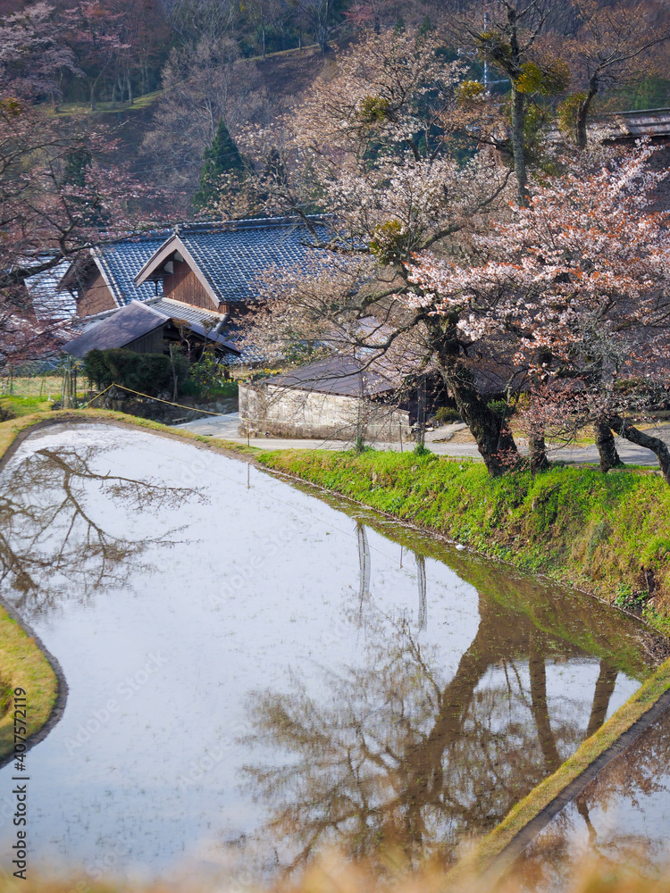 三多気の桜と棚田