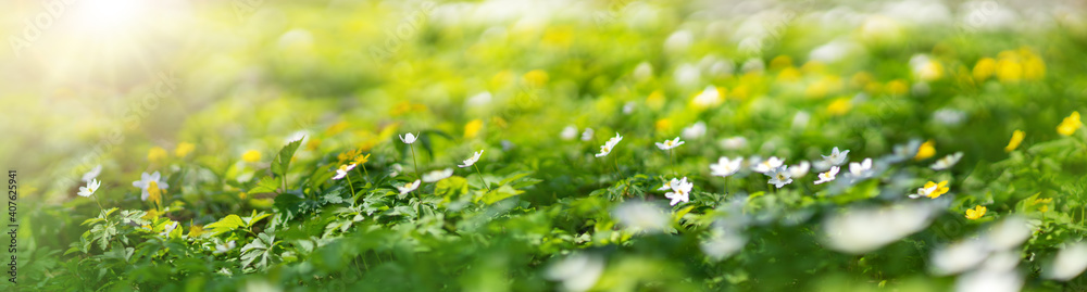 Woodland with a lots of white and yellow spring wild flowers in sunny day