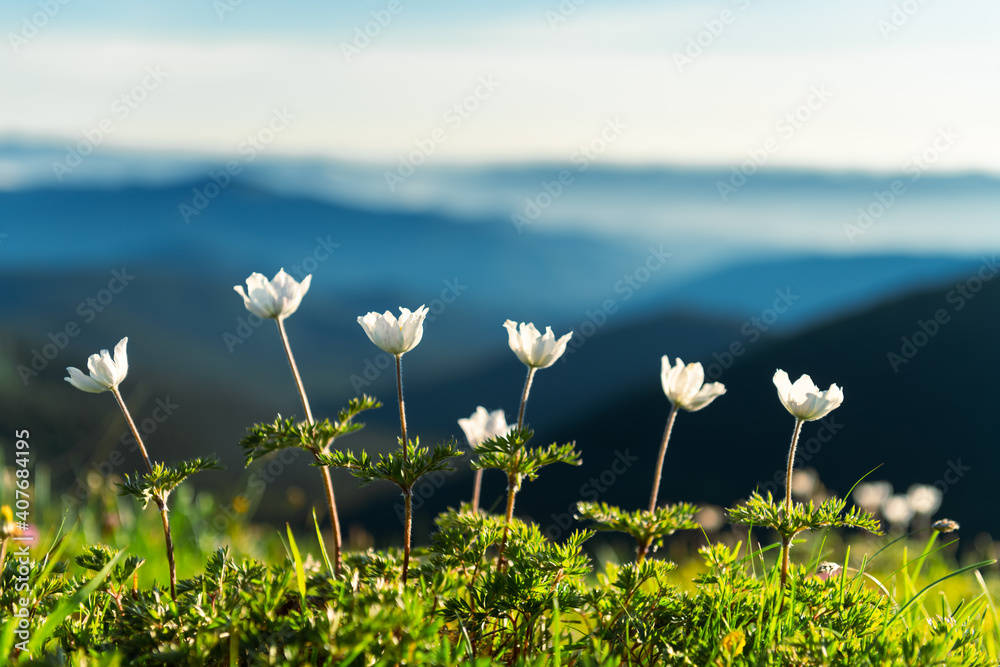 夏日山脉上神奇的白花和蓝天的神奇景观。自然背景