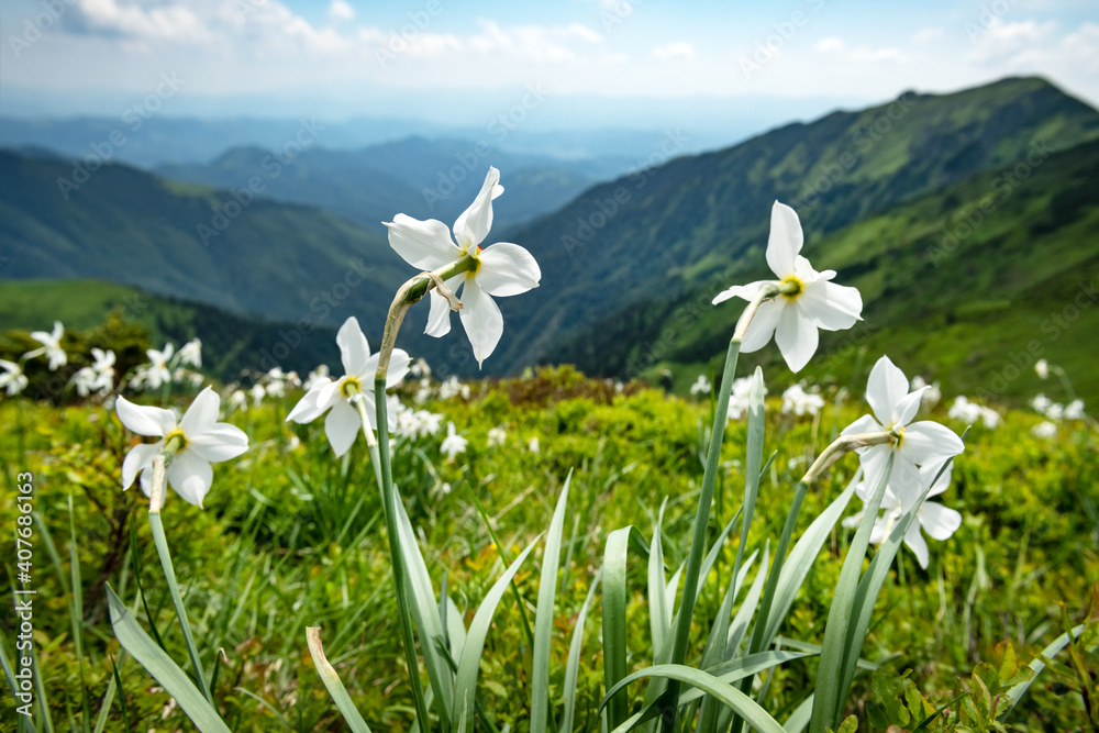 覆盖着白色水仙花的山地草甸。欧洲喀尔巴阡山。风景照片